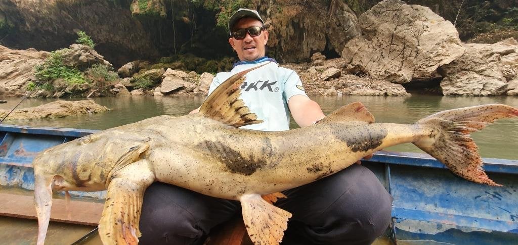 Goonch ( Bagarius yarrelli )- Man Eating Catfish Thailand- BKKGUY