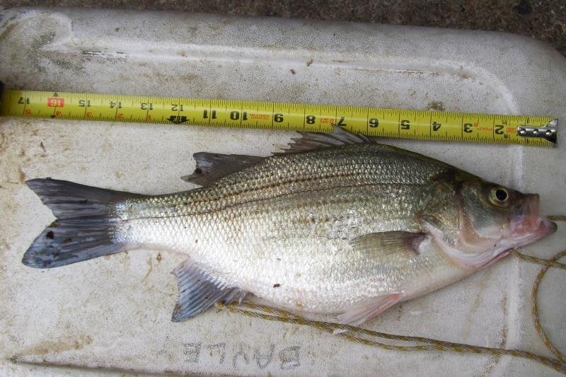 My biggest White Bass to date.