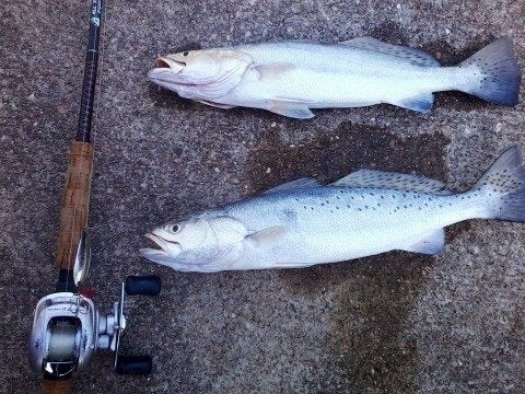 Hybrid speck/ sand trout at surf side jetties