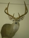 Goliad Buck.jpg