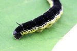 catalpa worms.jpg