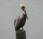 pelican.jpg