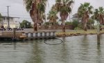st charles gator2.jpg