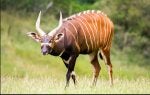 Bongo.JPG